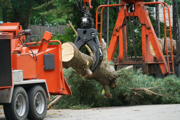 Sunrise Manor, NV Tree Care Services Company