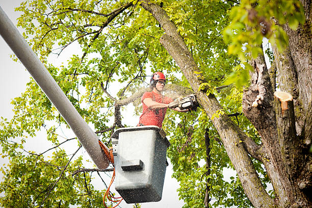 How Our Tree Care Process Works  in  Sunrise Manor, NV